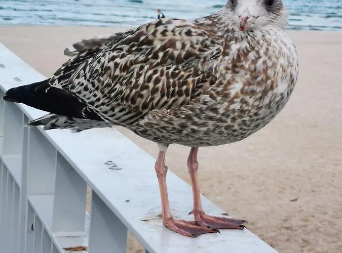 Prywatny Salon Z Aneksem Kuchennym I Sypialnia W Diva *