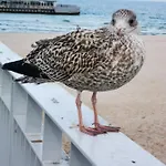 Prywatny Salon Z Aneksem Kuchennym I Sypialnią W Diva *