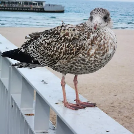 Prywatny Salon Z Aneksem Kuchennym I Sypialnia W Diva *